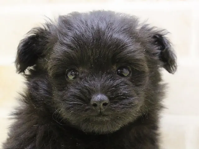 群馬県のハーフ犬・ミックス犬 (ペッツワン伊勢崎店/2025年1月7日生まれ/女の子/ブラック)の子犬